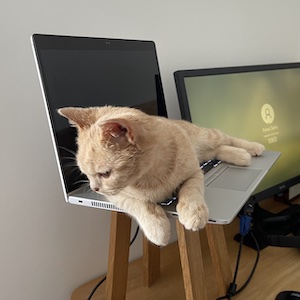 Cat at computer