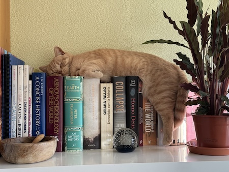Cat at computer